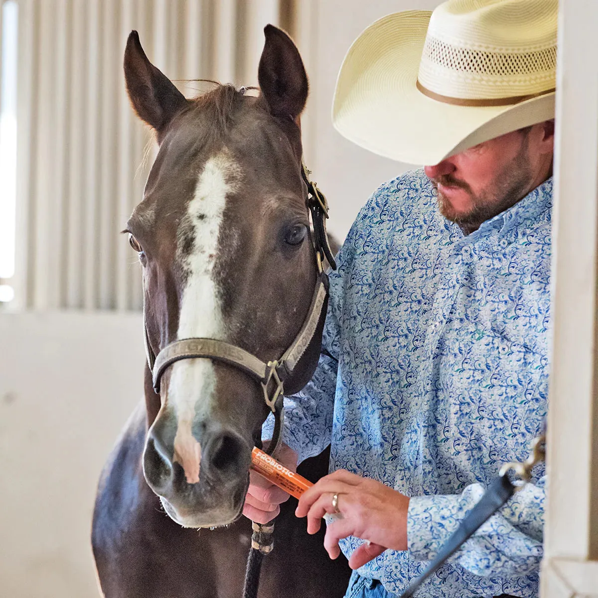 Equine Probiotic Paste (single)