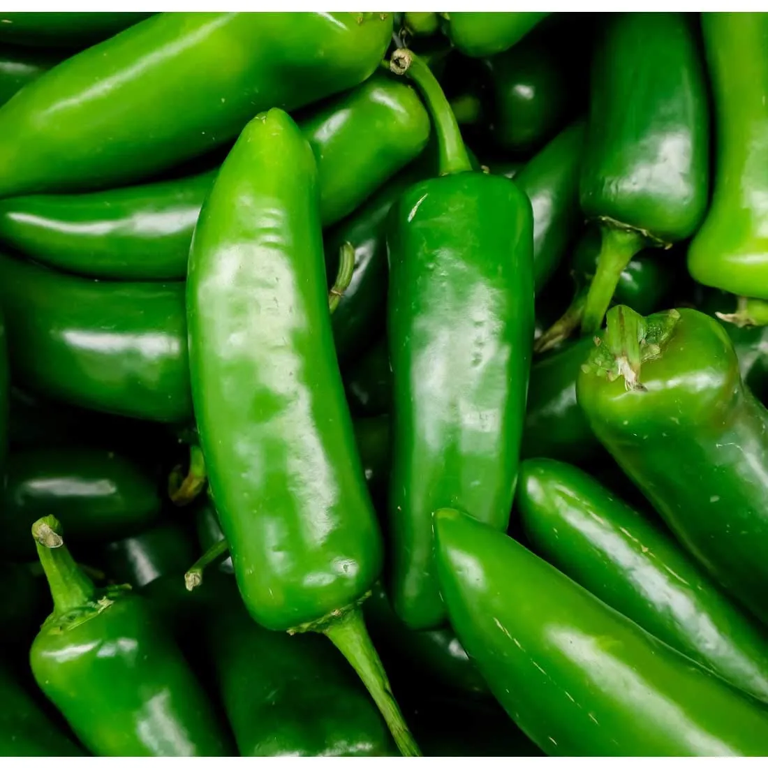 Fresh Jalapenos