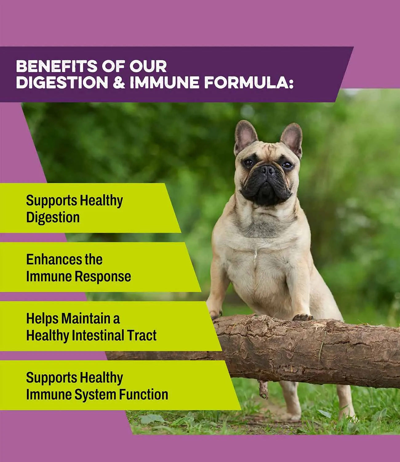 K9 Power Digest Forte Digestion & Immune Formula for Dogs