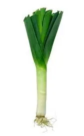 Leek