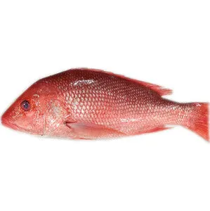 Spar Red Snapper ~1 kg