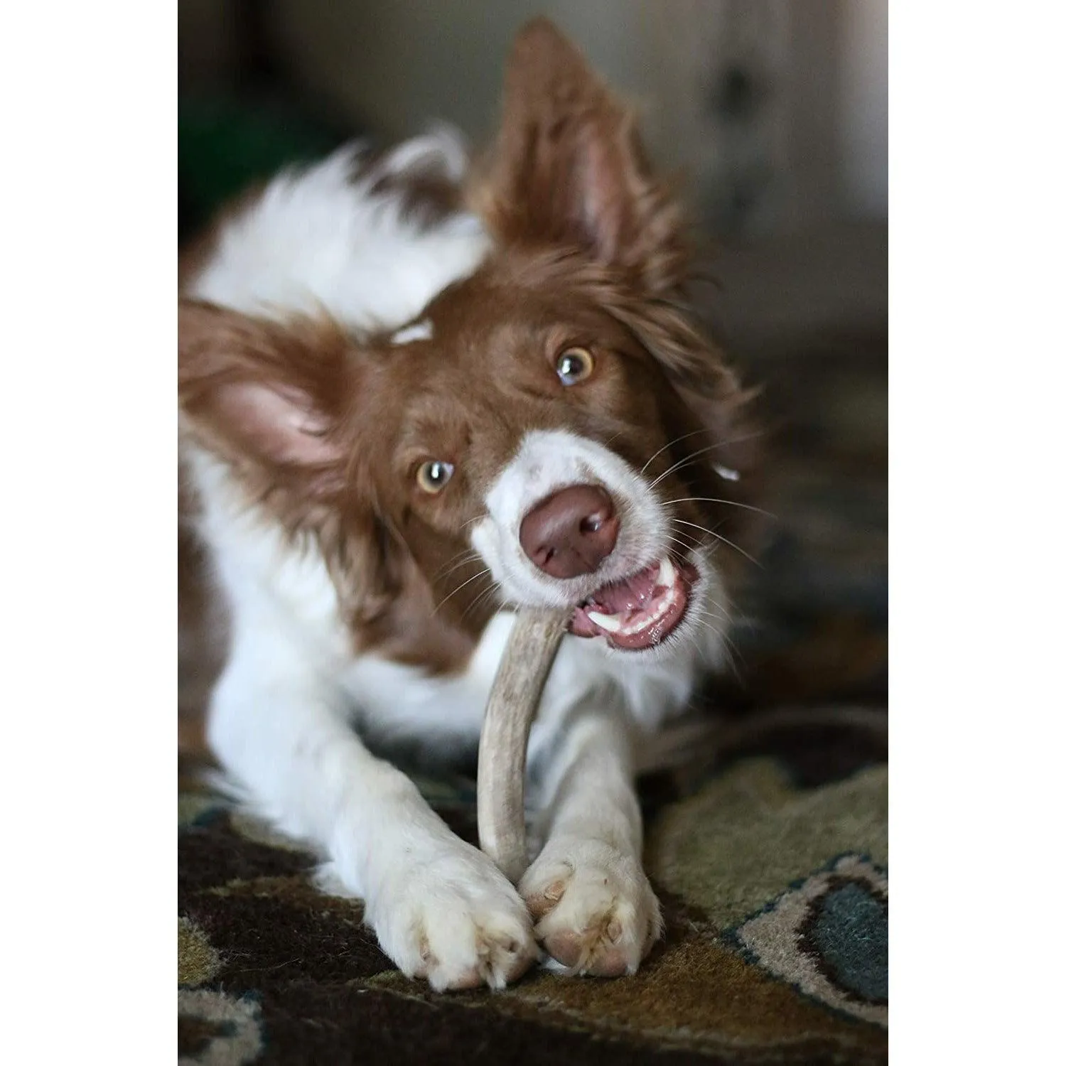 Whole Elk Antlers for Dogs